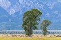 Bison Grazing in Grand Teton National Park Royalty Free Stock Photo