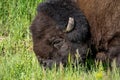 Bison grazing on grass in Yellowstone National Park in Lamar Valley in summer Royalty Free Stock Photo