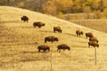 Bison grazing in Buffalo Pound Park