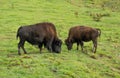 Bison grazing on a green field Royalty Free Stock Photo