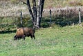 Bison grazing on green grass