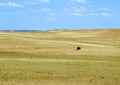 bison grazing at the green meadow at yellowstone national park Royalty Free Stock Photo