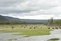 Many bison grazing in grasslands