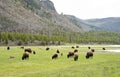 Many bison grazing in grasslands
