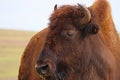 Bison grazing in Oklahoma Royalty Free Stock Photo