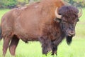 Bison grazing in Oklahoma Royalty Free Stock Photo