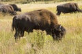 Bison grazing, one close, four far, Hayden Valley, Yellowstone,