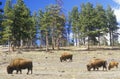 Bison grazing outside of Denver, CO