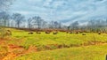 Bison grazing in pasture Royalty Free Stock Photo