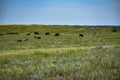 Bison Grazing in the Prairie Royalty Free Stock Photo