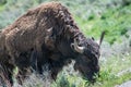 Bison Grazing by the Roadside Royalty Free Stock Photo