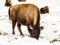 Bison Grazing in Snowy Field