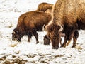 Bison Grazing in a Snowy Field in Colorado Royalty Free Stock Photo