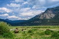 Bison grazing on the valley floor against a dramatic landscape background, Yellowstone National Park, USA