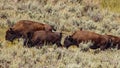 Bison grazing in Yellowstone National Park