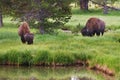 Bison grazing in Yellowstone National Park