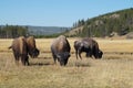 Bison grazing in Yellowstone NP