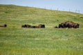 Bison in a Green Field Royalty Free Stock Photo