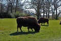 Bison in the green grass.