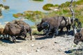 Bison group with baby in Yellowstone National Park Royalty Free Stock Photo