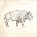 Bison hand drawn vector illustration.