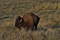 Bison