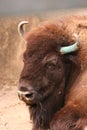 Bison head Royalty Free Stock Photo