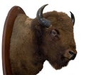 Bison Head