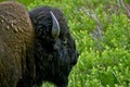 Bison Head Closeup Royalty Free Stock Photo