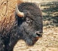 Bison head closeup on a sunny day. Royalty Free Stock Photo