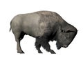 Bison head down - 3D render Royalty Free Stock Photo