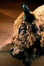 Bison head