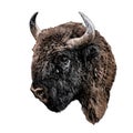 Bison head in profile