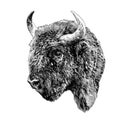 Bison head in profile