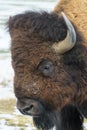 Wild American Bison on the high plains of Colorado. Mammals of North America. Bison head shot Royalty Free Stock Photo