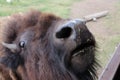 Up close bison portrait on travels