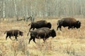 Bison herd