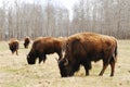 Bison herd Royalty Free Stock Photo