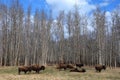 Bison herd Royalty Free Stock Photo