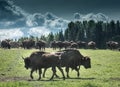 Bison herd