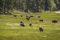 Bison herd in Custer State Park, Black Hills, SD, USA Royalty Free Stock Photo