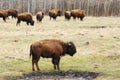 Bison herd in elk island Royalty Free Stock Photo