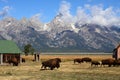 Bison Herd in the Grand Tetons Royalty Free Stock Photo