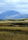 Bison Herd Beneath Misty Mountains Royalty Free Stock Photo