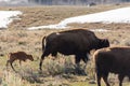 Bison herd grazing with a calf in Yellowstone Royalty Free Stock Photo