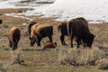 Bison herd grazing with a calf in Yellowstone Royalty Free Stock Photo
