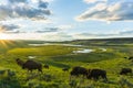 Bison herd grazing in the Hayden Valley, Yellowstone National Park Royalty Free Stock Photo