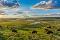 Bison herd grazing in the Hayden Valley, Yellowstone National Park Royalty Free Stock Photo