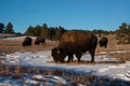 Bison herd grazing on snowy hillside Royalty Free Stock Photo