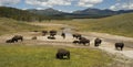 Bison herd hayden valley